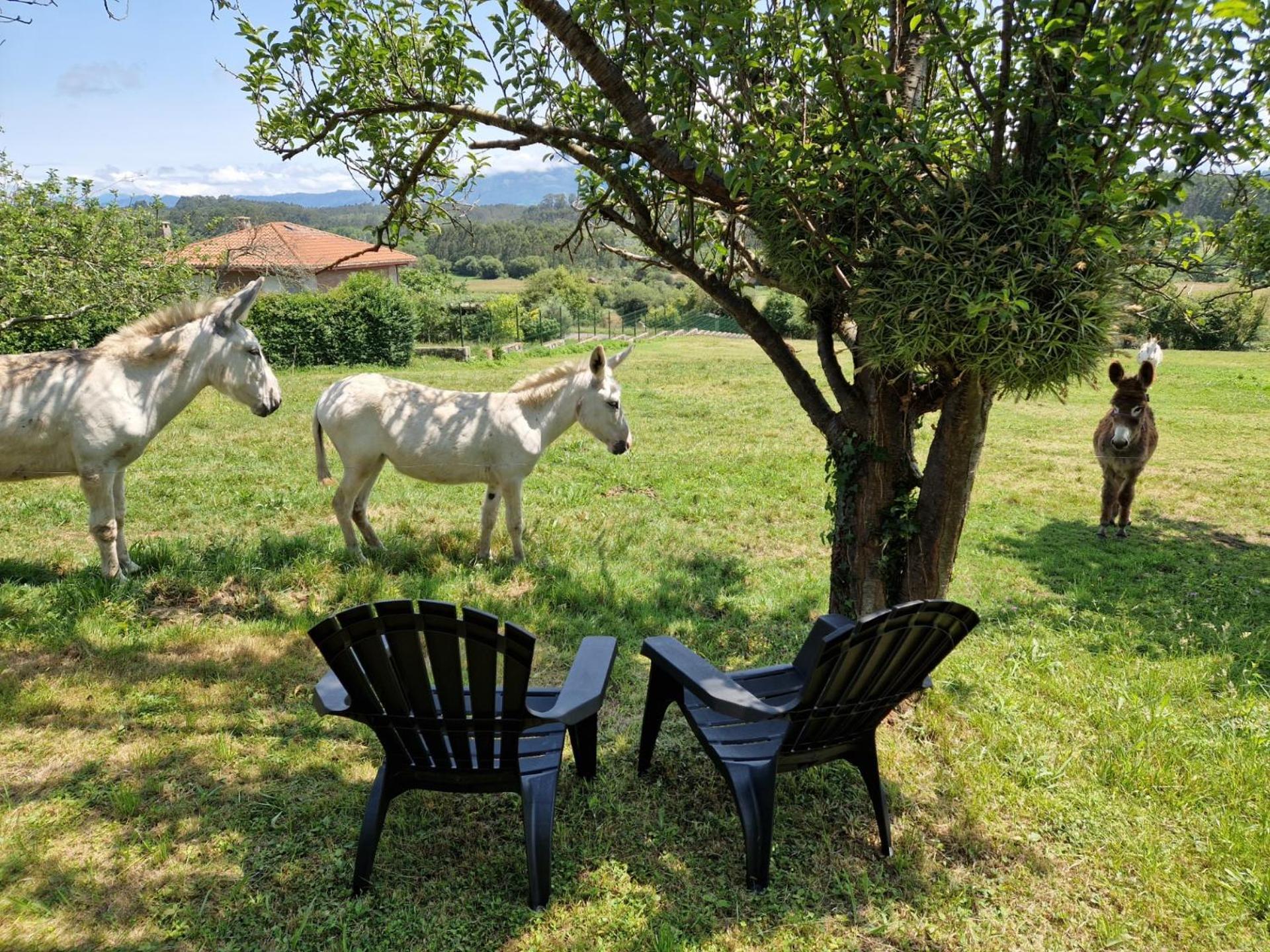 Turismo Rural El Piensu Villaviciosa  Exterior photo
